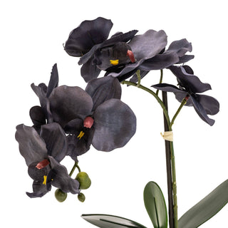 Black Orchid in Matte Black Ceramic Footed Pot 42cm 1PK