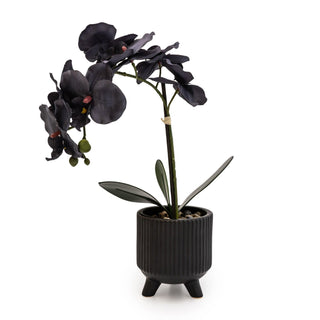 Black Orchid in Matte Black Ceramic Footed Pot 42cm 1PK - Hstrends